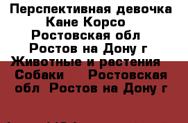 Перспективная девочка Кане Корсо - Ростовская обл., Ростов-на-Дону г. Животные и растения » Собаки   . Ростовская обл.,Ростов-на-Дону г.